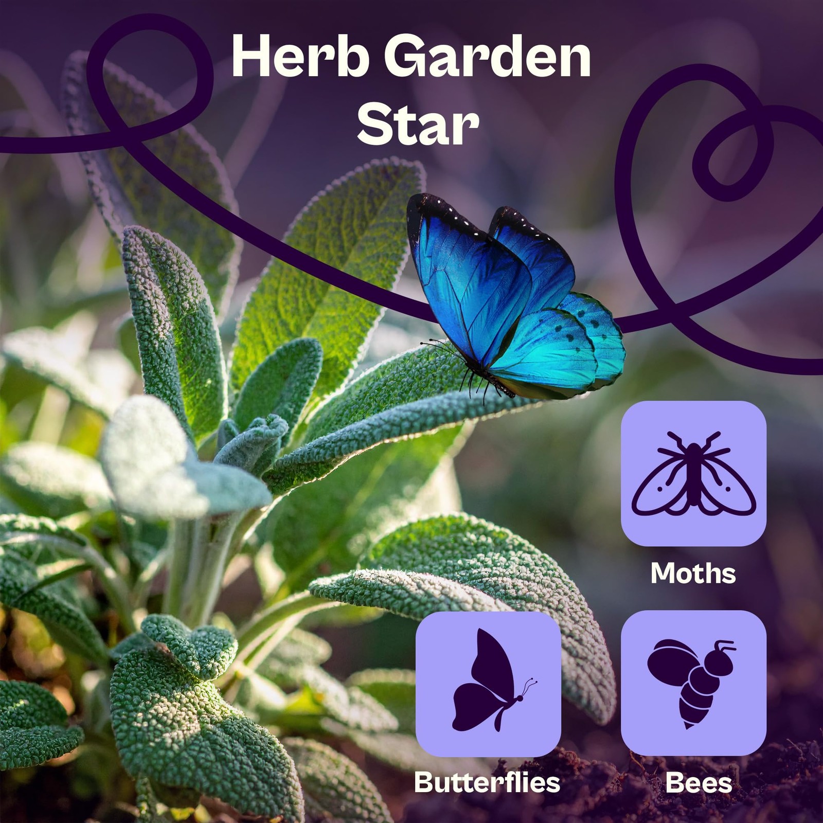 350 Broadleaf Sage Seeds Salvia officinalis Common Sage, Heirloom Aromatic H…