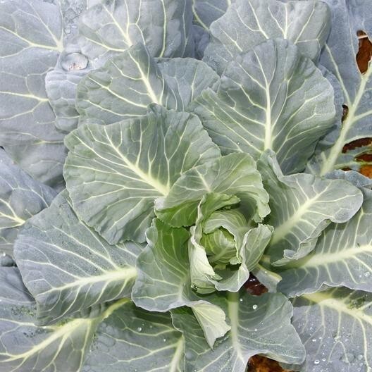 2,000 Morris Collard Seeds Non-GMO Heirloom Free Shipping.
