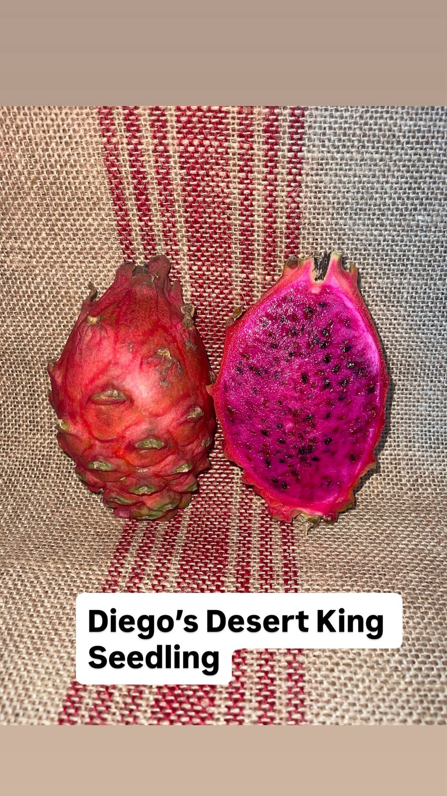 Mature “DIEGO’S DK SEEDLING” Dragon Fruit Cuttings
