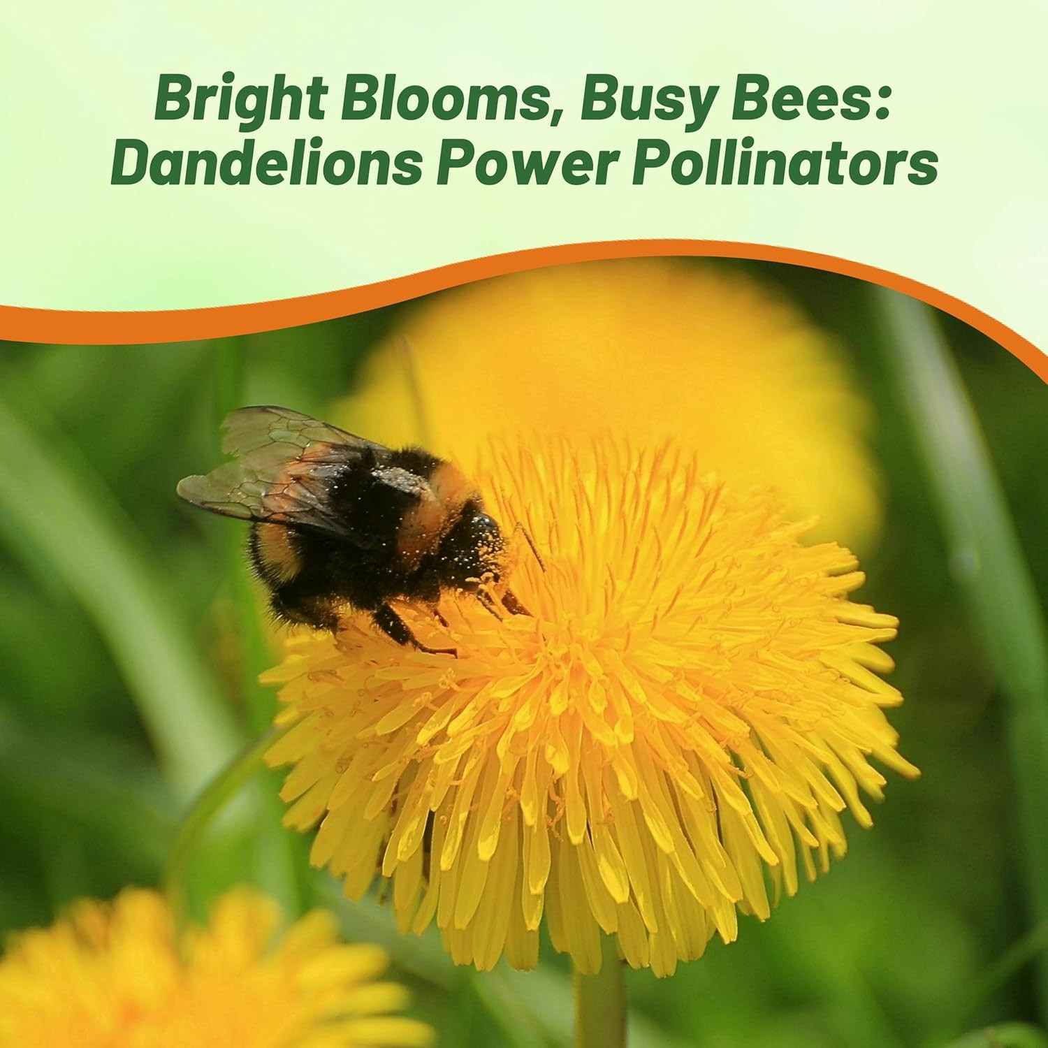 5000 Seeds Yellow Dandelion Seeds For Planting Outdoors | Drought Tolerant Herbs