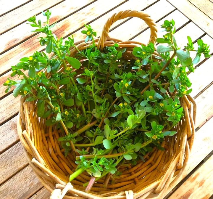 TomorrowSeeds – Green Purslane Seeds – 2000+ Count – for 2026 Planting Portulaca
