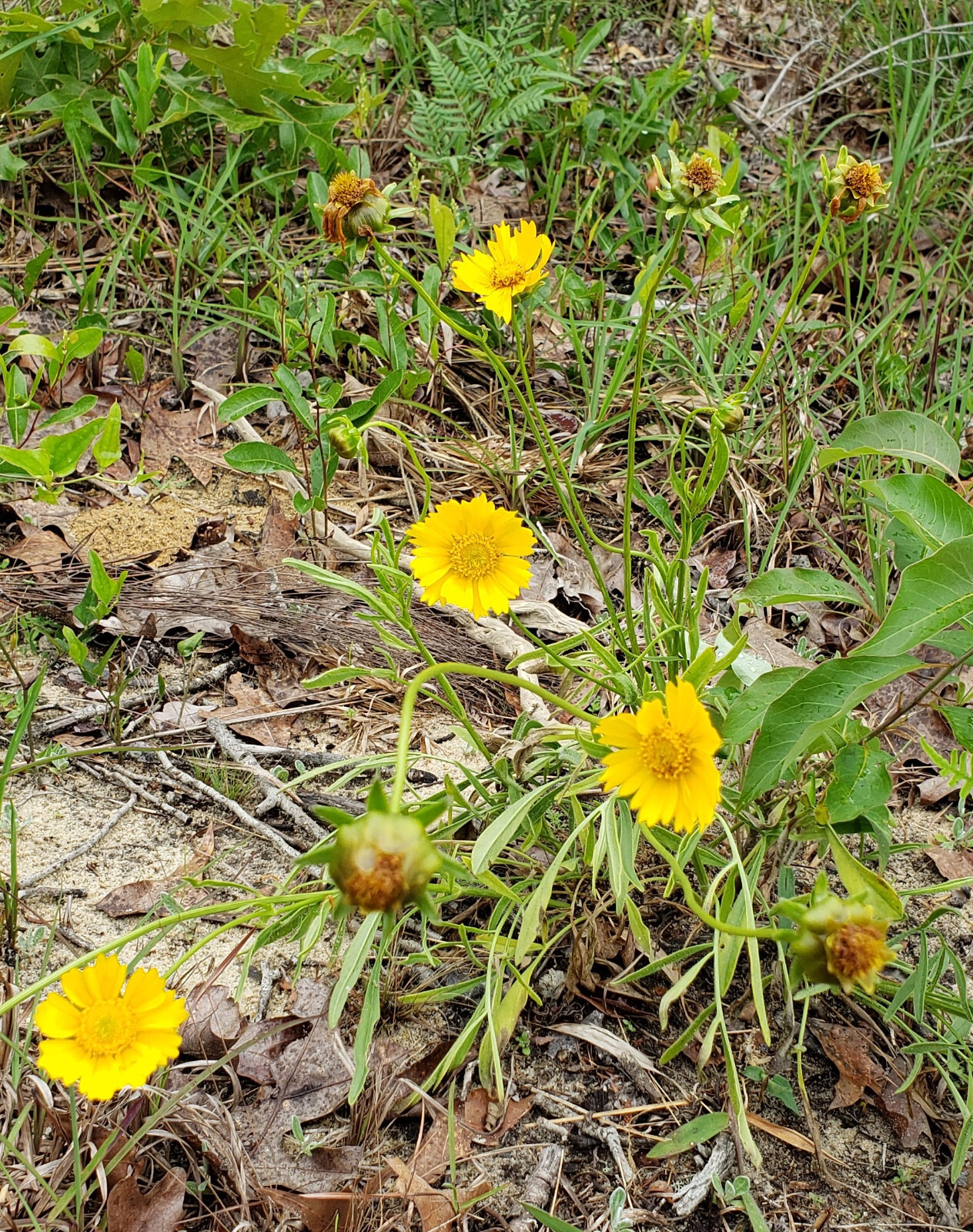 Lance Leaf Coreopsis | 25 Seeds | Coreopsis Lanceolata | Florida Native Eco-type