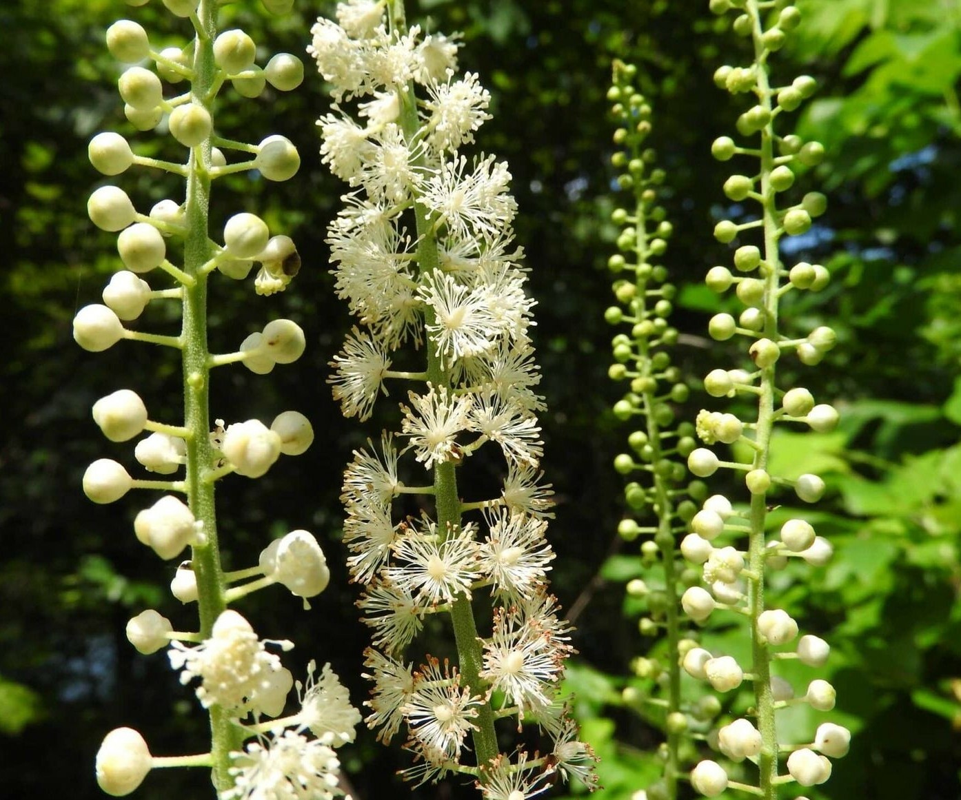 5 Black Cohosh Bulbs/Roots – Black Snakeroot, American Bugbane, Fairy Candles