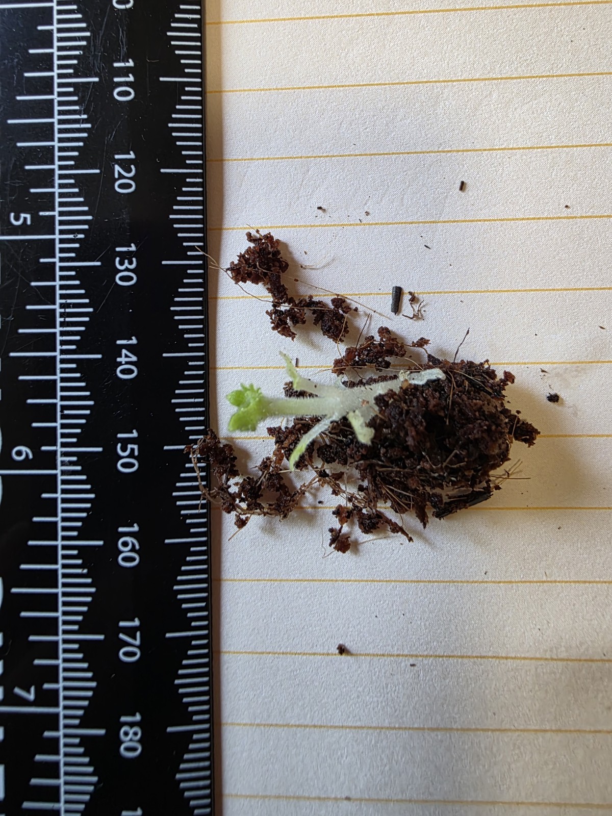 SInningia speciosa Gloxinia Monpleasir Bulb/TUBER with Sprouts.
