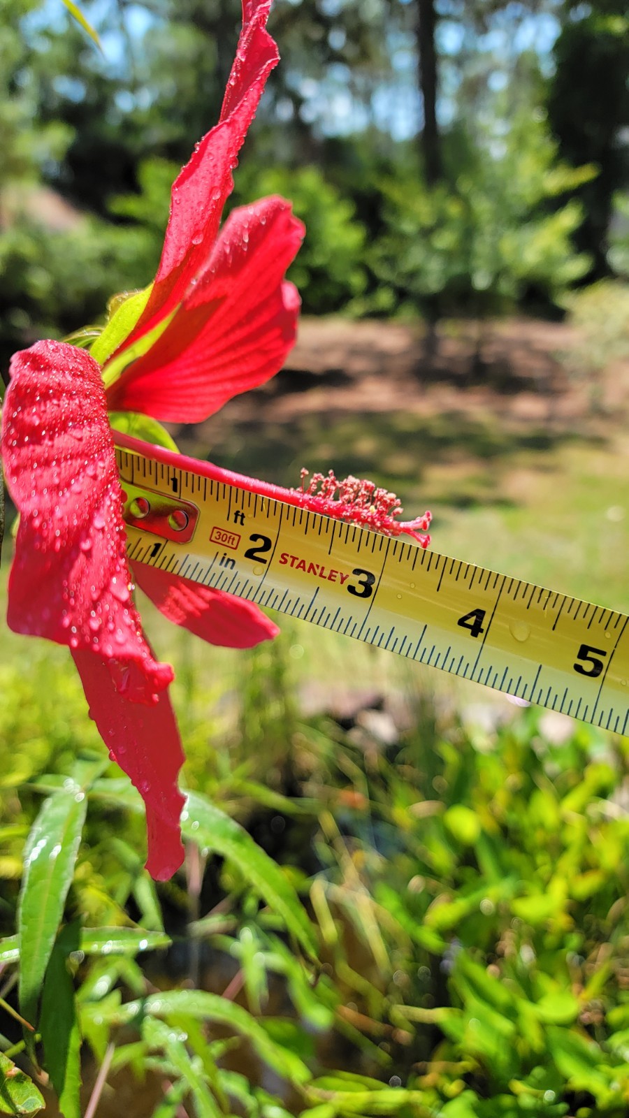 Red Hibiscus Mallow Seeds 25 50 75 Pack Garden Flowers Hardy Outdoor Swamp Plant