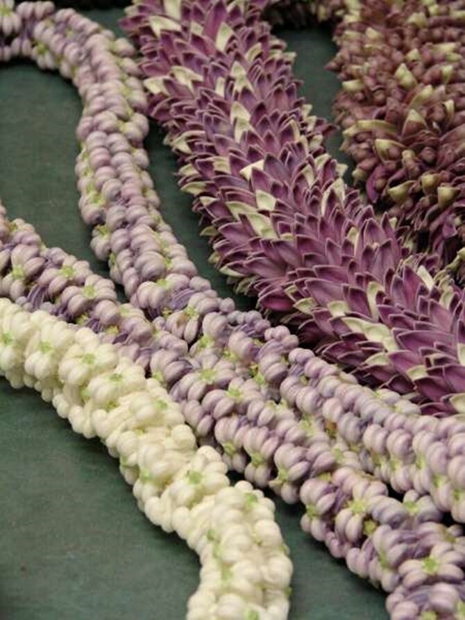 Calotropis Gigantea Shrub 10 Seeds, Giant Milkweed Crown Flower For Butterflies