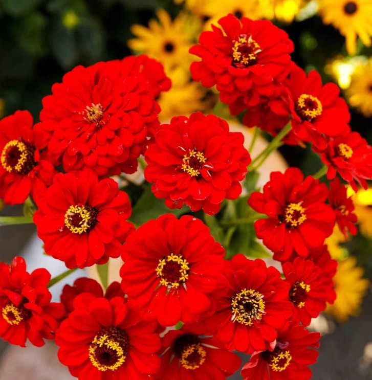 Zinnia ‘Scarlet Flame’ non-GMO Heirloom 100ct seeds