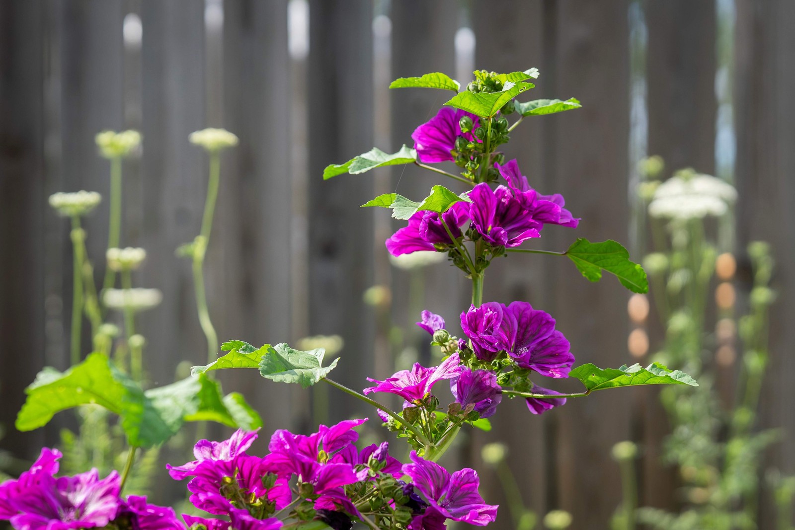 20 MAURITANIAN MALVA Mallow Malva sylvestris var. mauritania Flower Seeds