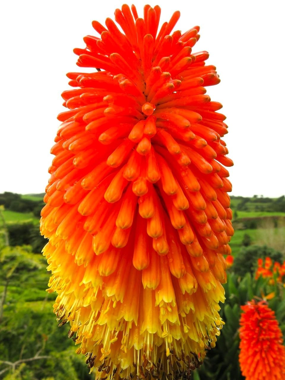 Seeds Kniphofia 80+ Seeds to Grow Red Hot Poker Exotic Perennial Plant Torch …