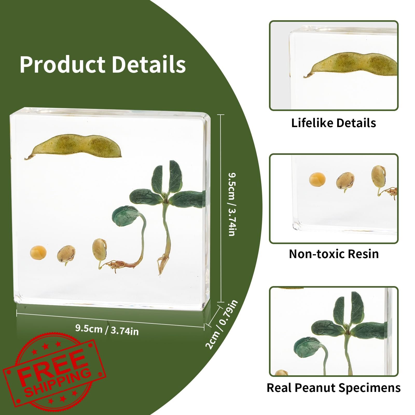 QNCMBUG Bean Life Cycle Kit Real Plant Resin Seed Specimen