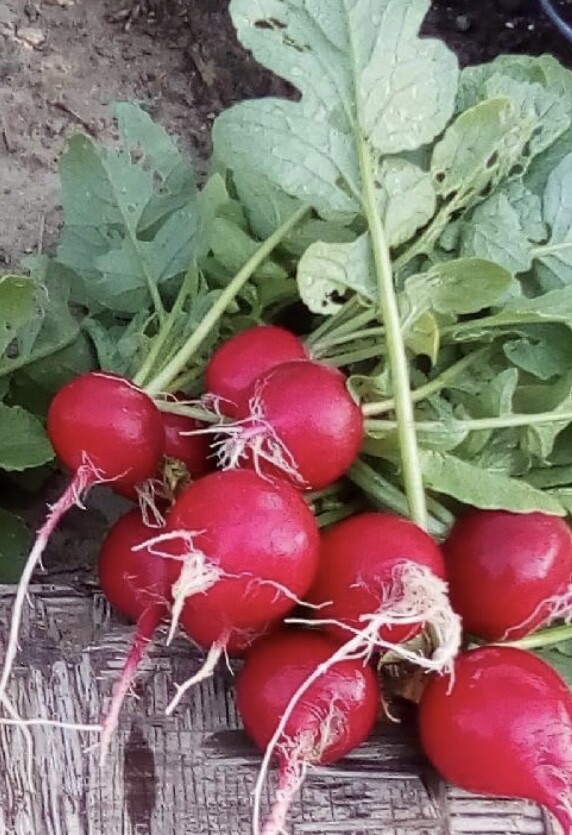 Crimson Giant Radish Seeds | Heirloom | Organic