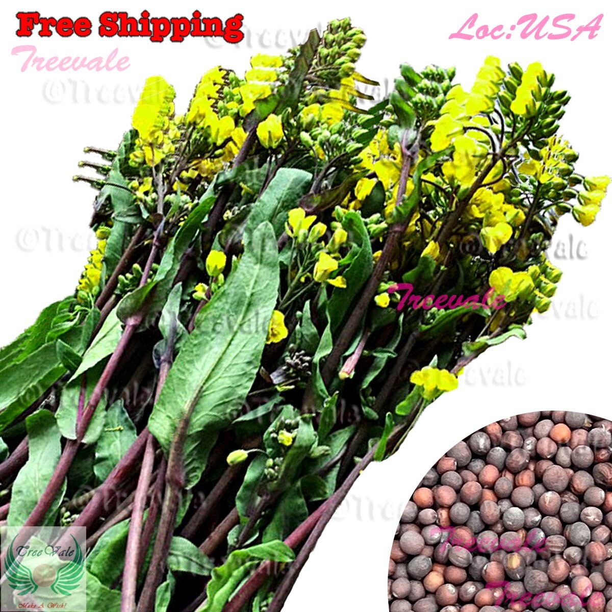 Hon Tsai Tai SEEDS 红菜苔种子 | Kosaitai, Purple Choy Sum, Yu Choy Sum Seeds