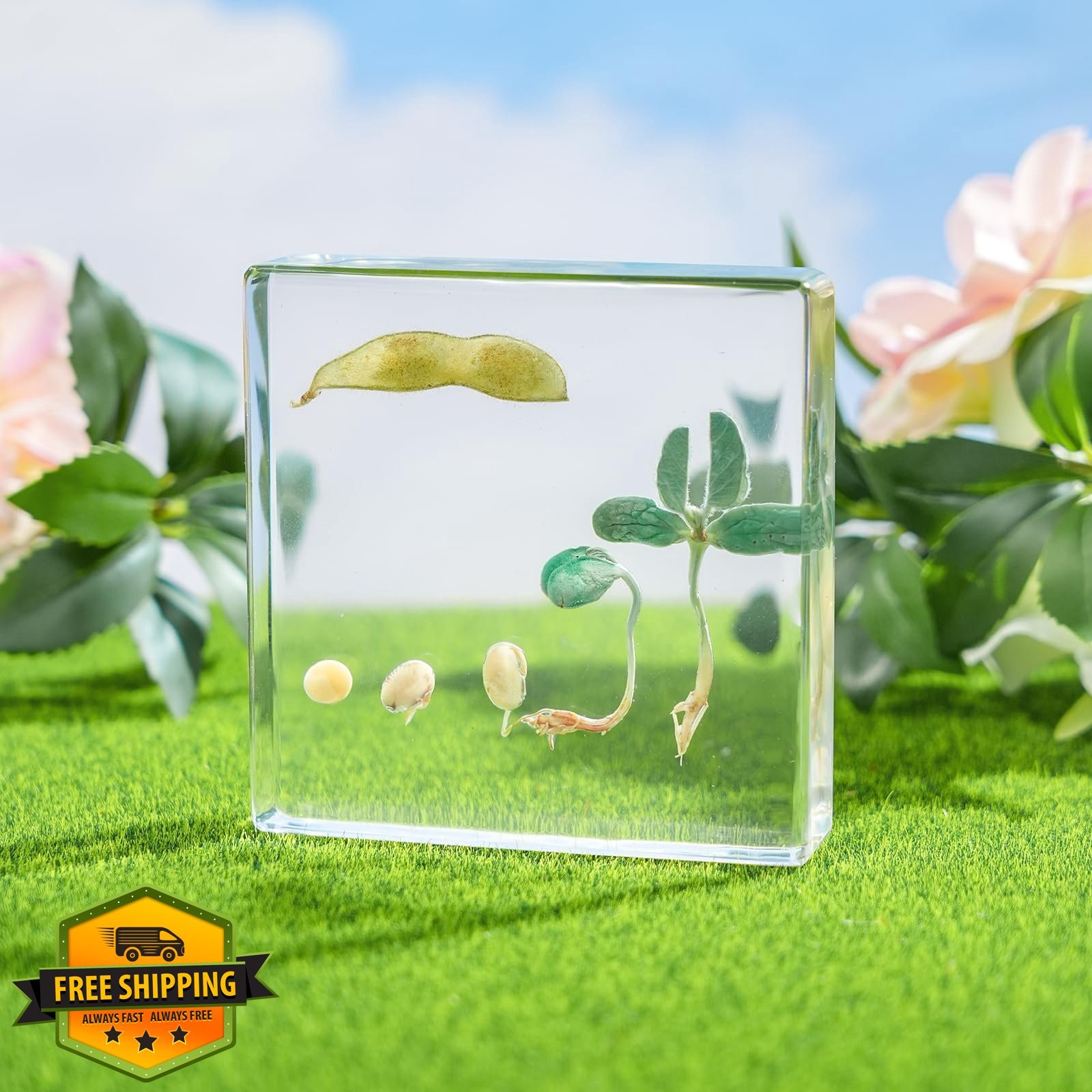 QNCMBUG Bean Life Cycle Kit Real Plant Resin Seed Specimen
