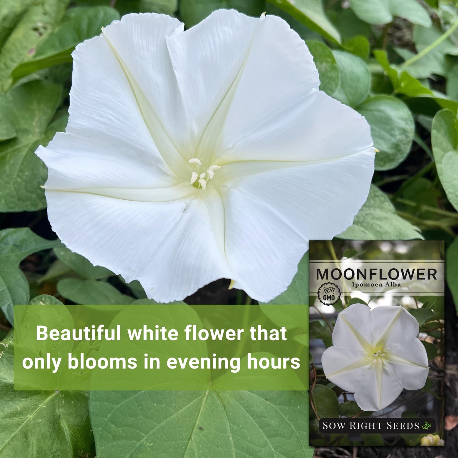 Moonflower Seeds for Planting Ipomoea alba Vining Plant NonGMO Heirloom …