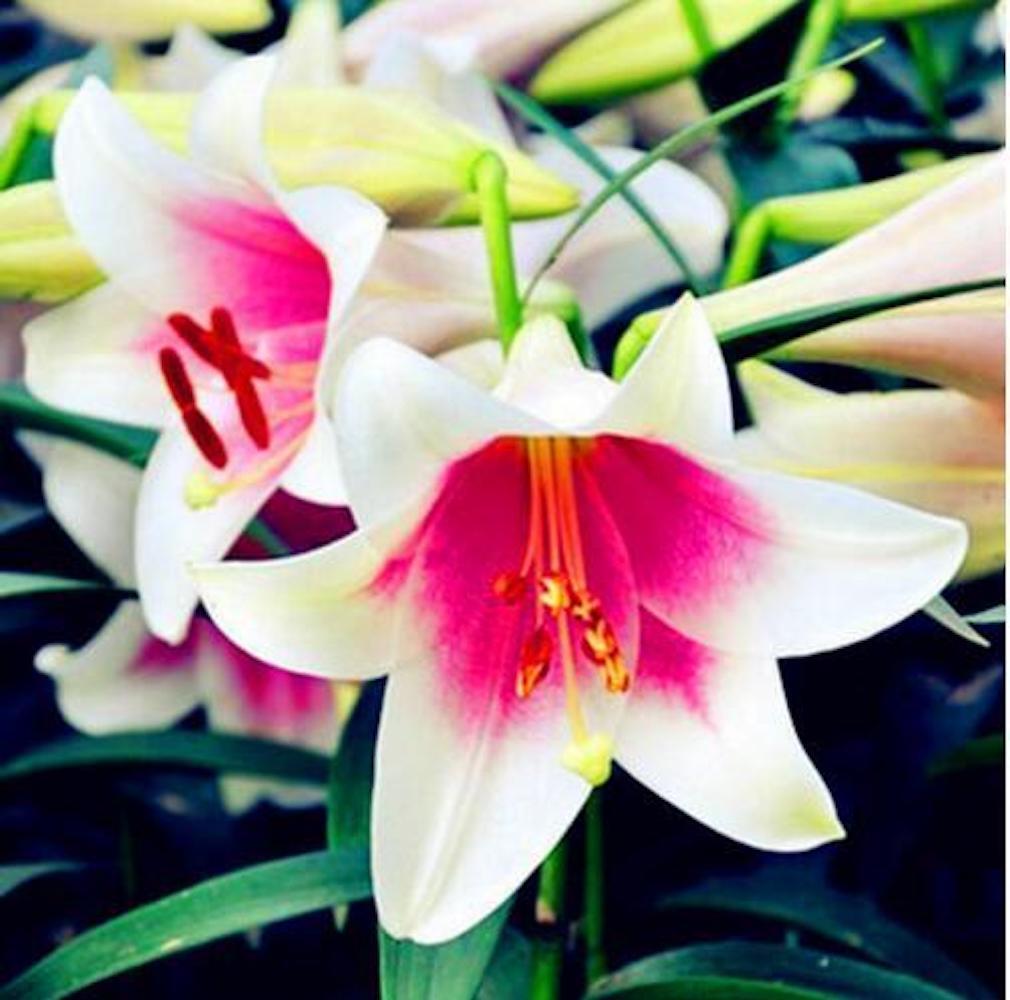 20 LILY FLOWER SEEDS rare exotic bloom blossom plant garden bush for germination