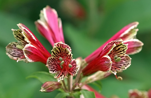 Alstroemeria psittacina or Parrot Lily 8 Seeds