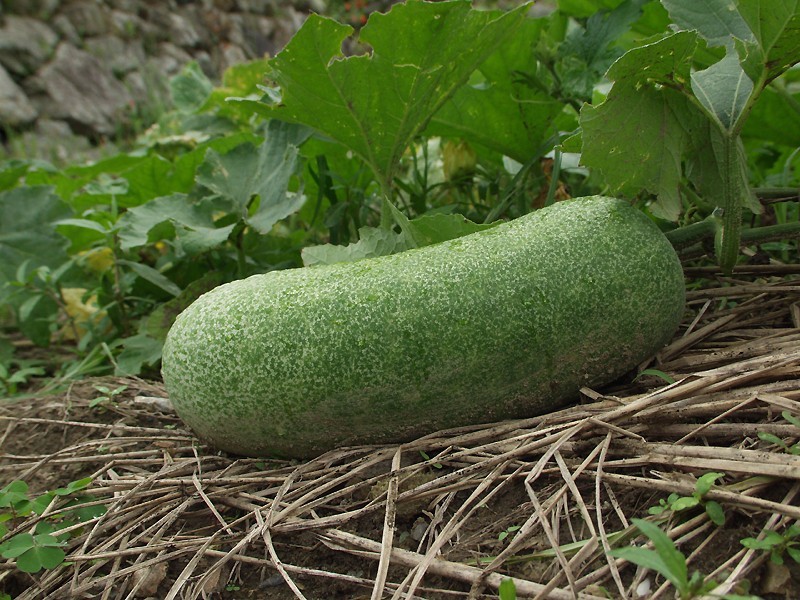 20 WAX GOURD Winter Melon White Ash Benincasa Hispida Vegetable Seeds *Comb S/H
