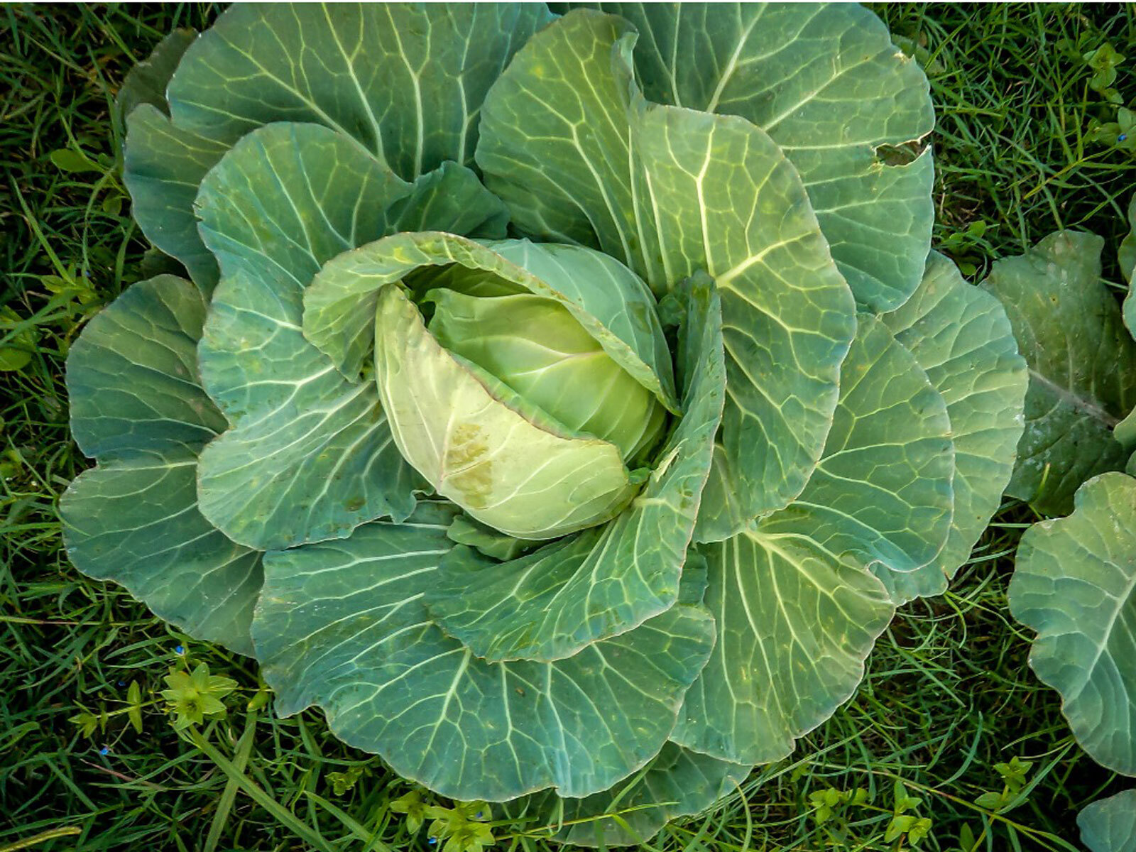 Copenhagen Market Early Cabbage Seeds, NON-GMO, Variety Sizes, FREE SHIPPING
