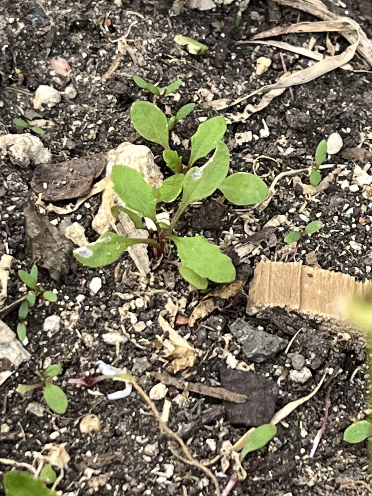 -*500 Epazote Seeds Mastruz Chenopodium Ambrosioides Mexican Herb Non-GMO 🌿