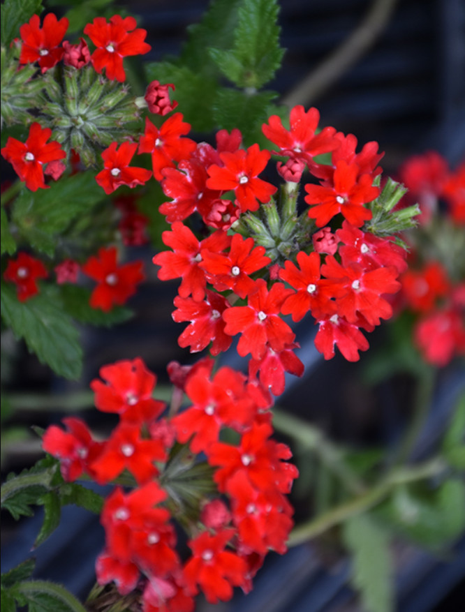Set of 2 Homestead Red Verbena Plant – 3-5″ Tall – Bright Red Flowering Plant