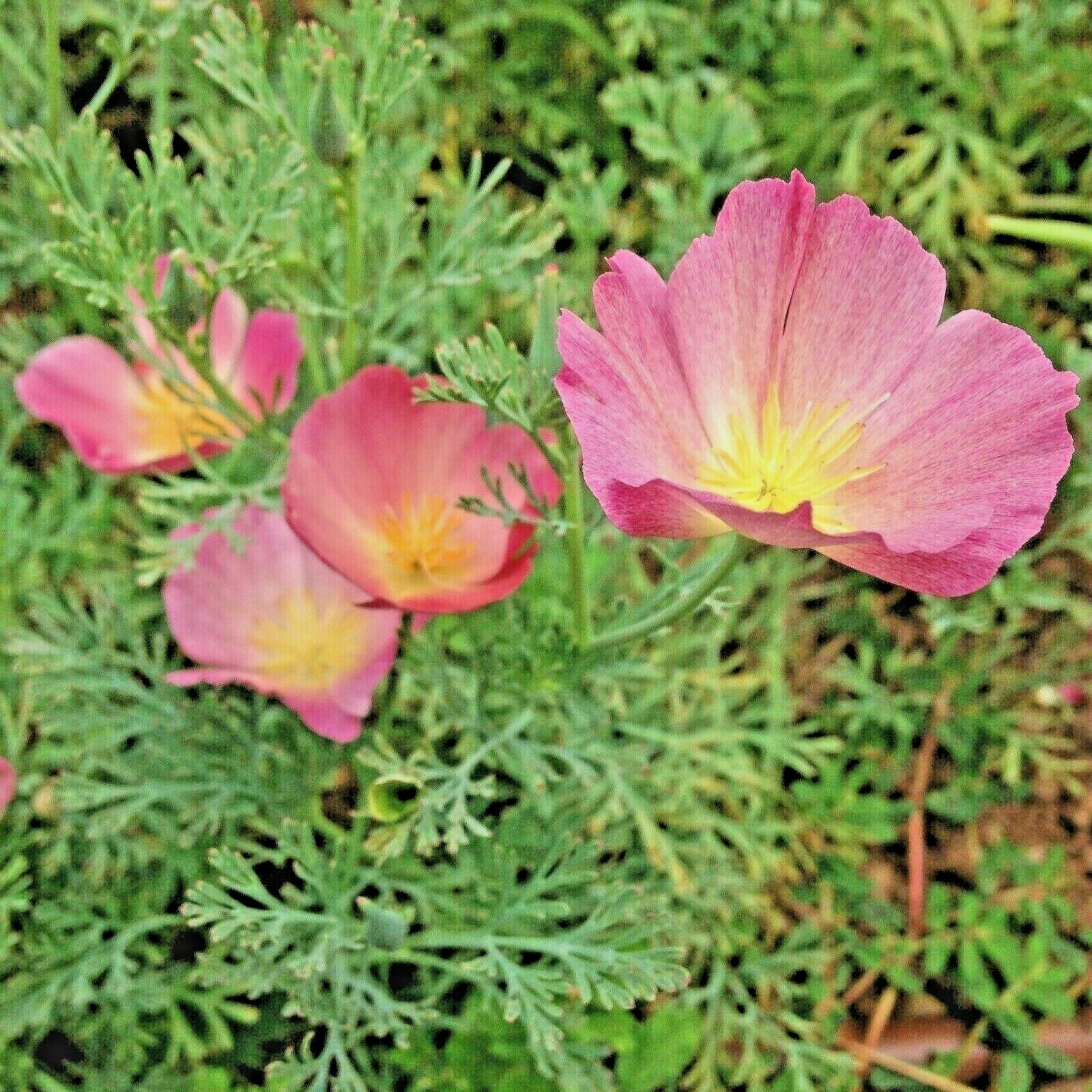 501+Purple Gleam CALIFORNIA POPPY Flower Seeds Native Wildflower Garden Easy