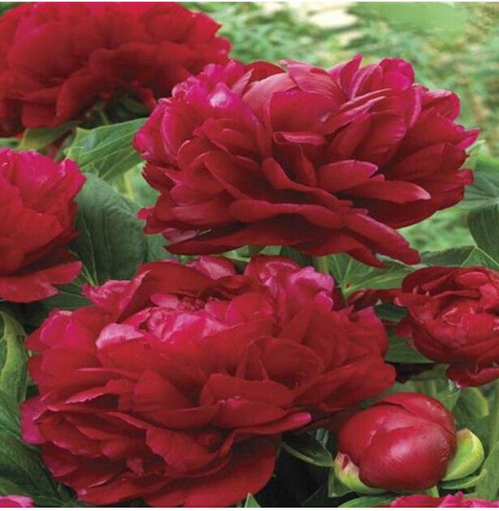 20 EXOTIC RARE PEONY SEEDS for garden flower beds plant bush USA SELLER USPS