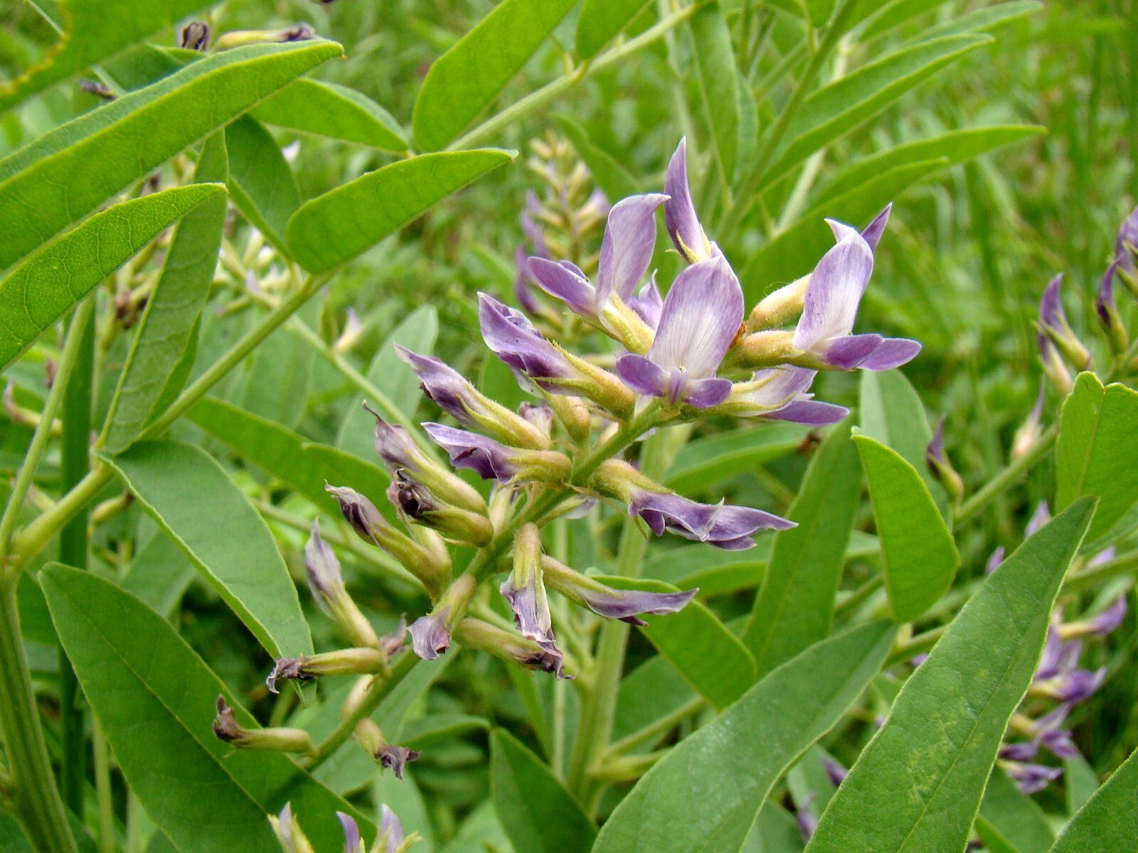 Great St Johns Wort Seeds – Hypericum ascyron Seeds – Multiple Quantities