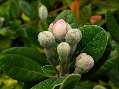 Pineapple Guava, Feijoa sellowiana, Tree Seeds (Edible, Showy Evergreen)