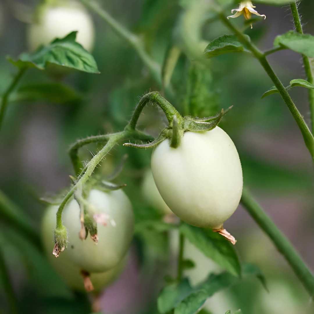 Fresh Japanese White Egg Eggplant Seeds | Heirloom Non-GMO | Asian Vegetables