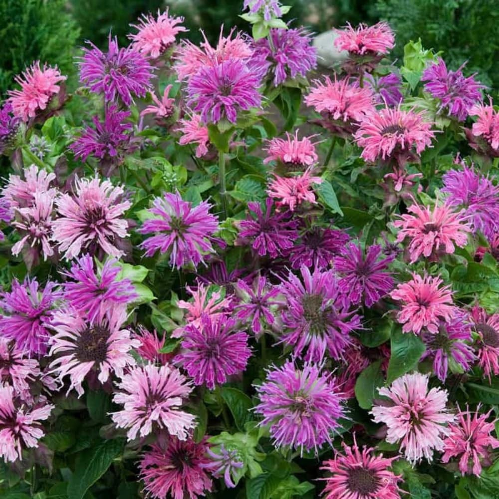 500+ Bee Balm Seeds Monarda Didyma Heirloom Flower for Garden Planting