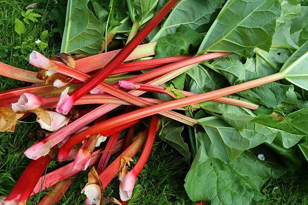 25 Rhubarb Seeds