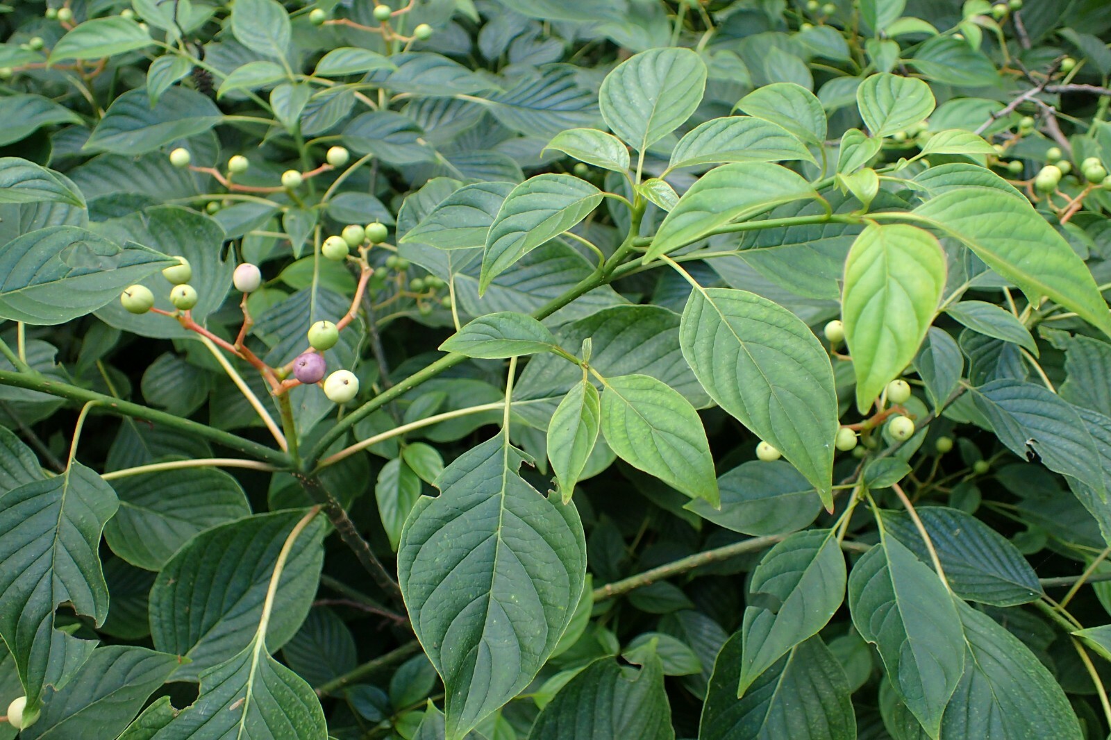 Giant Dogwood (Cornus controversa), 20 seeds