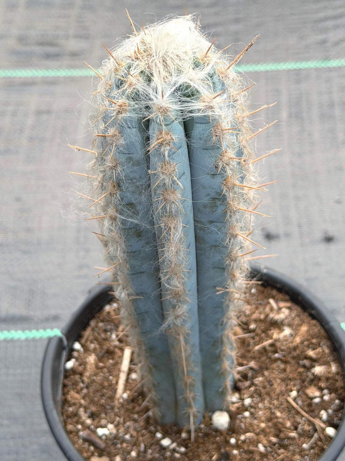 Blue Pilosocereus Pachycladus – Rare Live Cactus | 9″ Tall Columnar Specimen