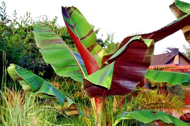 20 Red Tiger Darjeeling Banana Plant Tree Seeds (Musa sikkimensis) Hardy-Zone 5