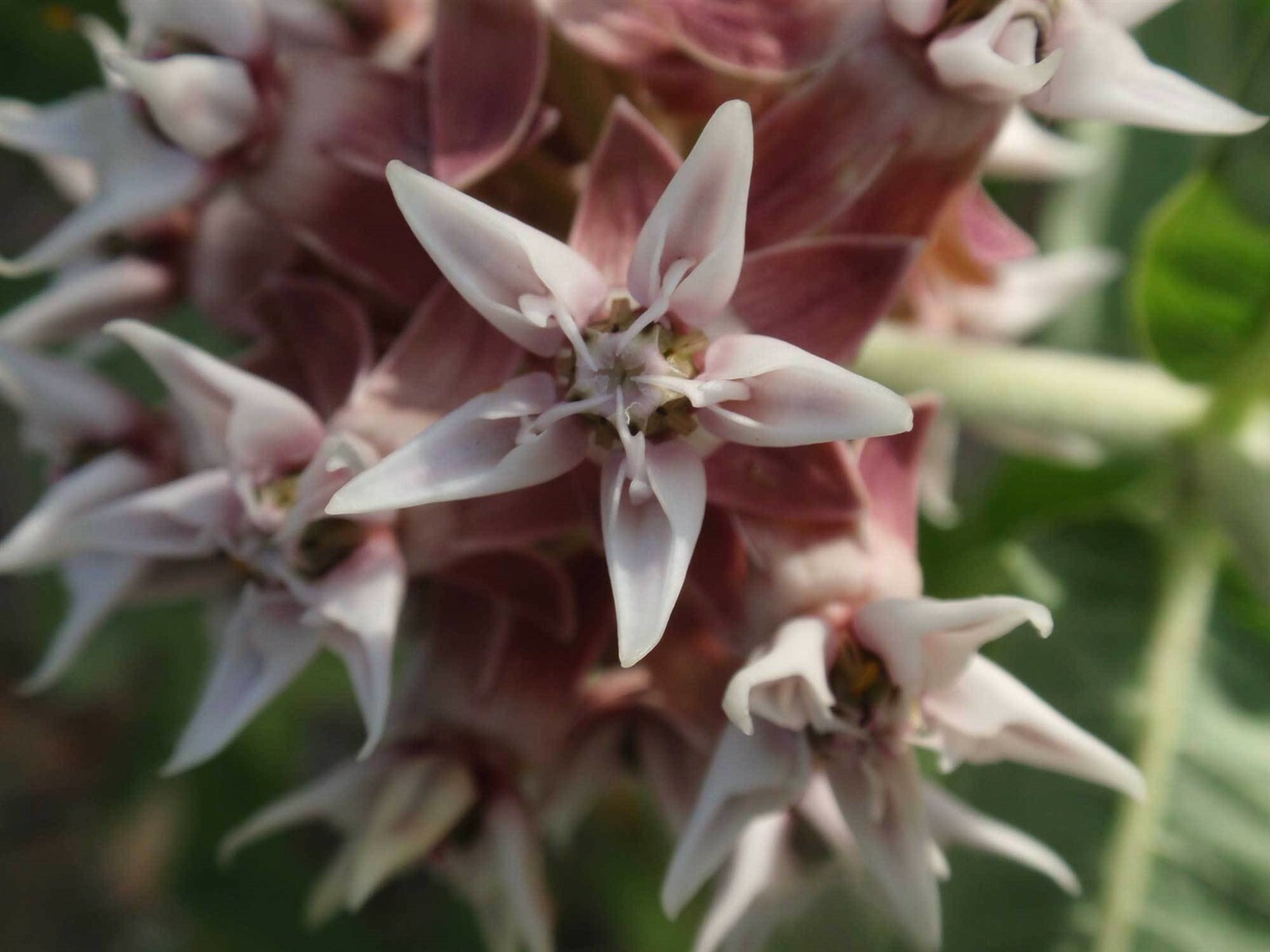 Asclepias speciosa | Showy Milkweed | Greek Milkweed | 100_Seeds