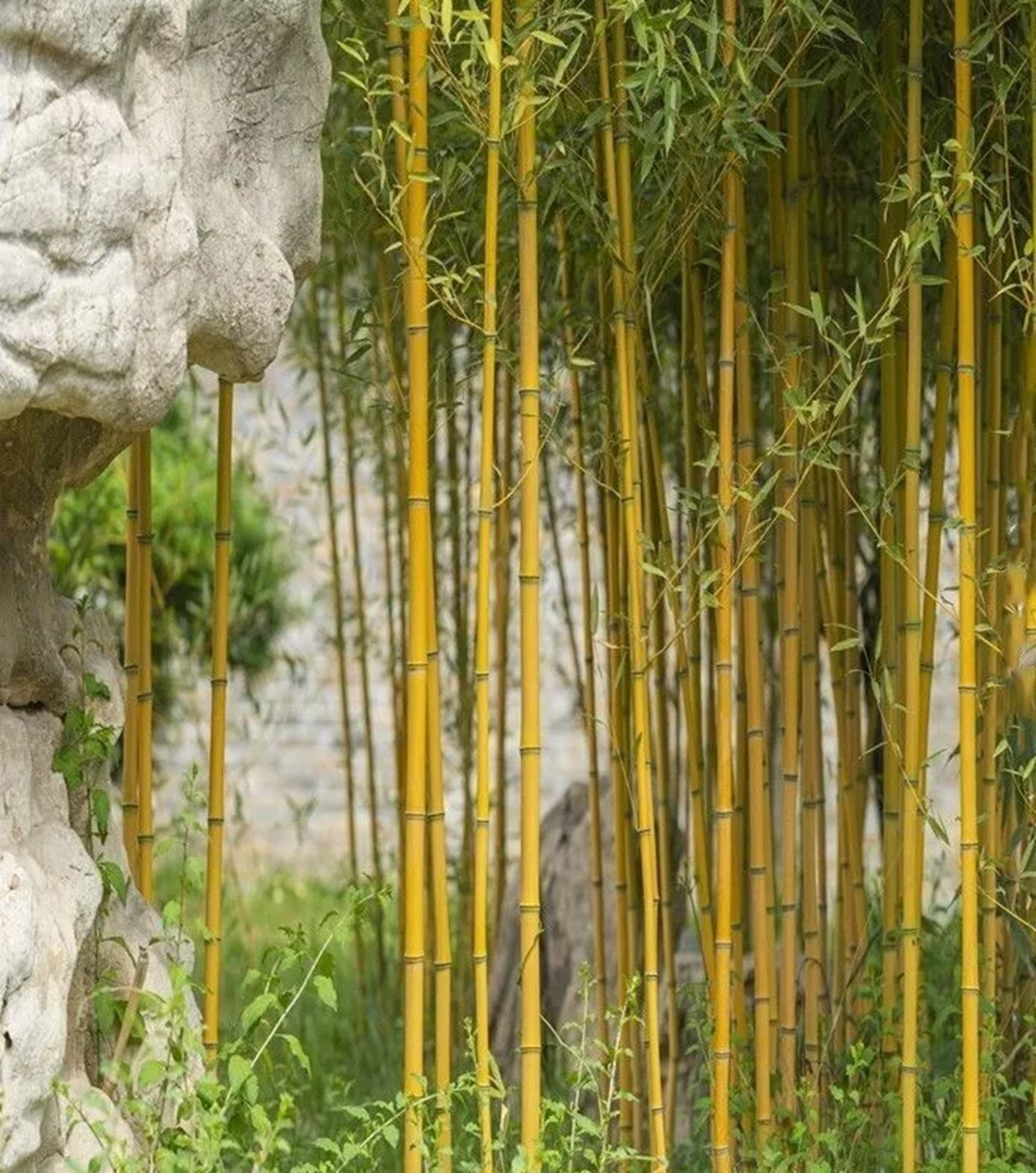 50 Golden Bamboo Seeds Perennial Ornamental Seed Privacy Seed Shoots US SELLER