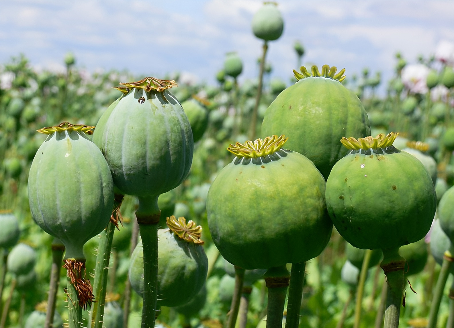 1,500 Fresh Giganteum Poppy Seeds – P. Somniferum – Giant Seed Heads&Huge Blooms
