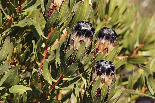 Protea lepidocarpodendron | Tree Pincushion | 20 Seeds