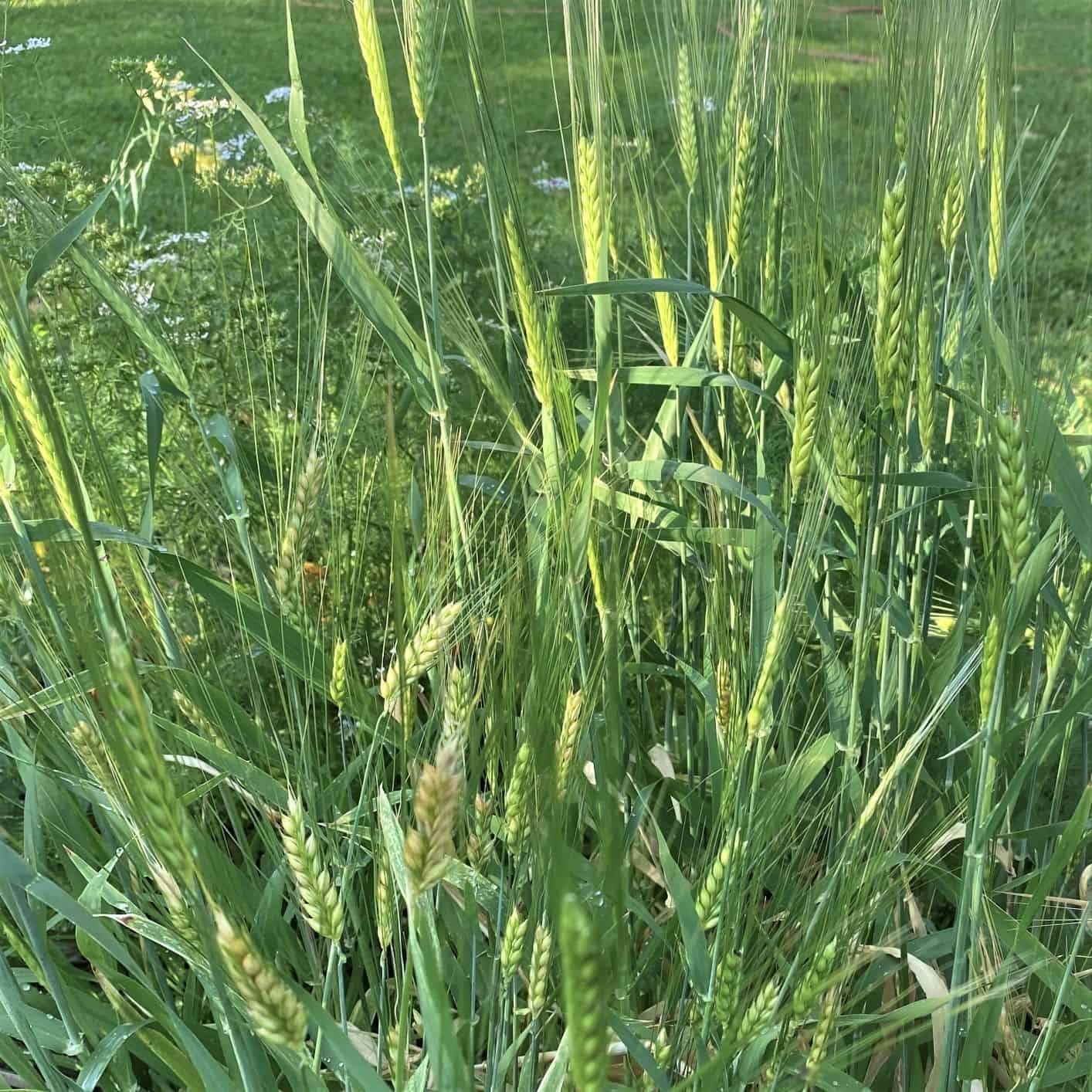 400 Seeds- Barley/cover crop/whole grain/ chicken & rabbit forage!!!/ Non GMO