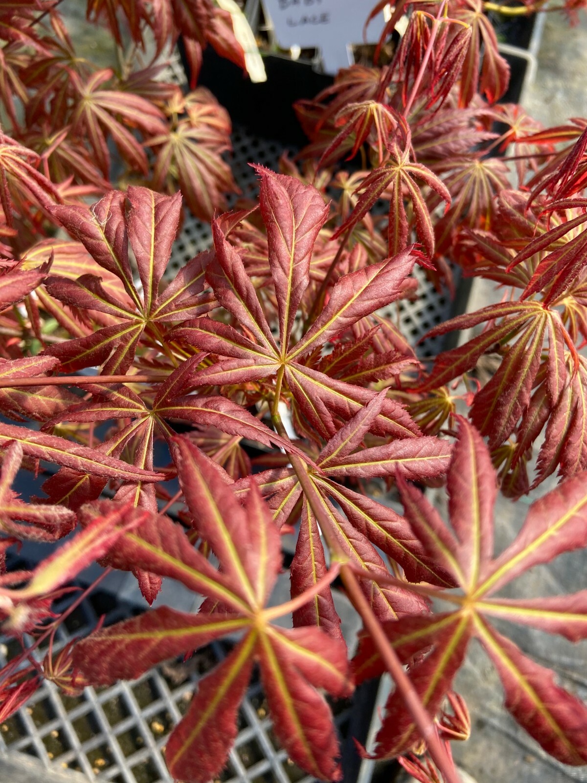 Japanese Maple Bronze Age