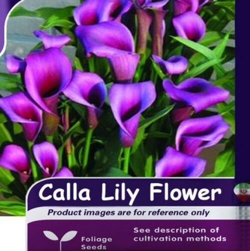 10 Calla Lily Seeds Multicolor Mixed