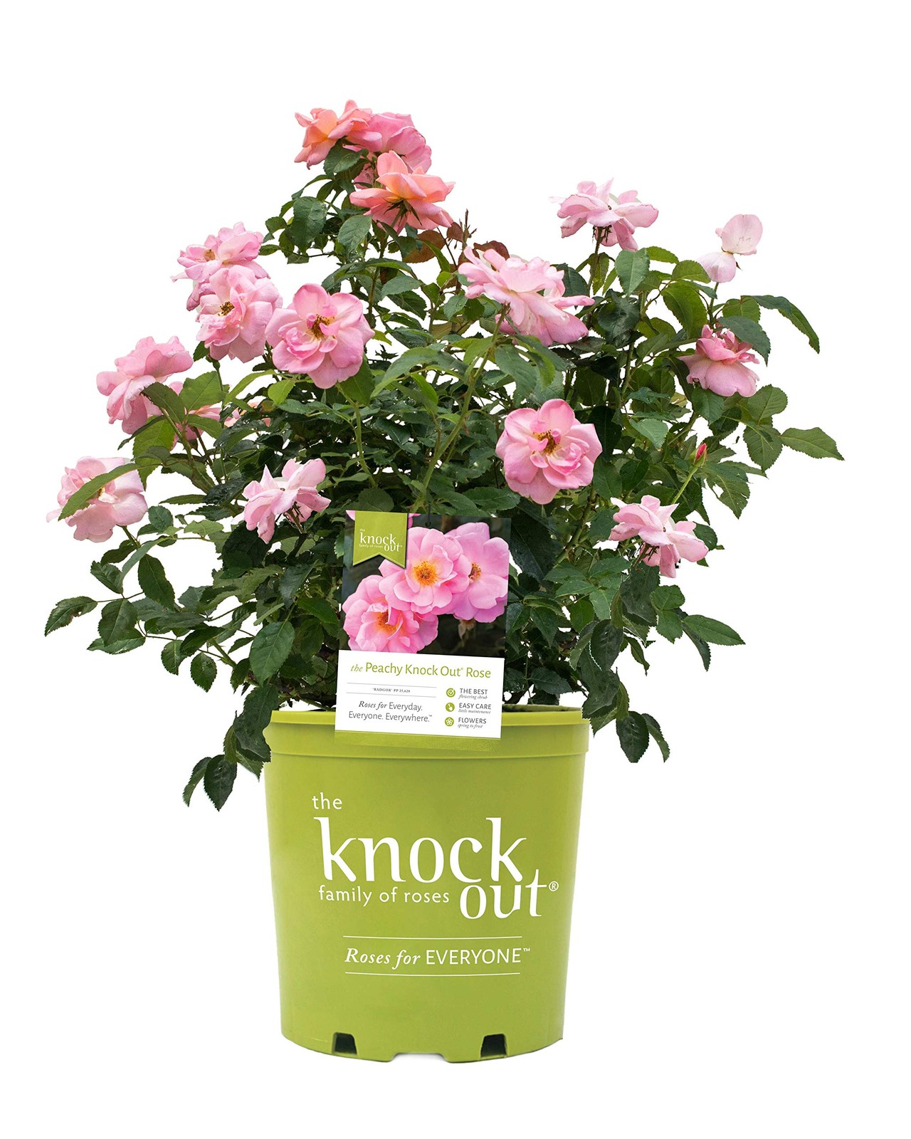Peach Knock Out Reblooming Rose in #2 Container Vibrant Peach Flowers
