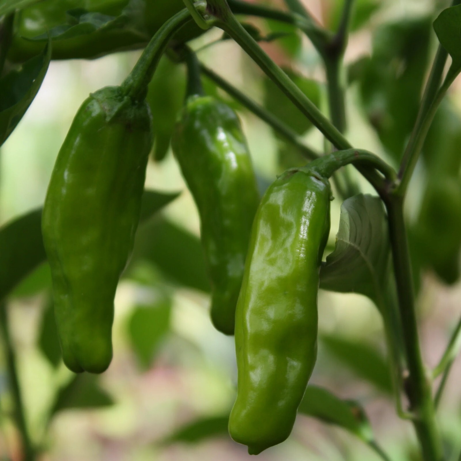 Pepperoncini Pepper Seeds, Easy to Grow, Mild Heat, Non-GMO, Free Shipping