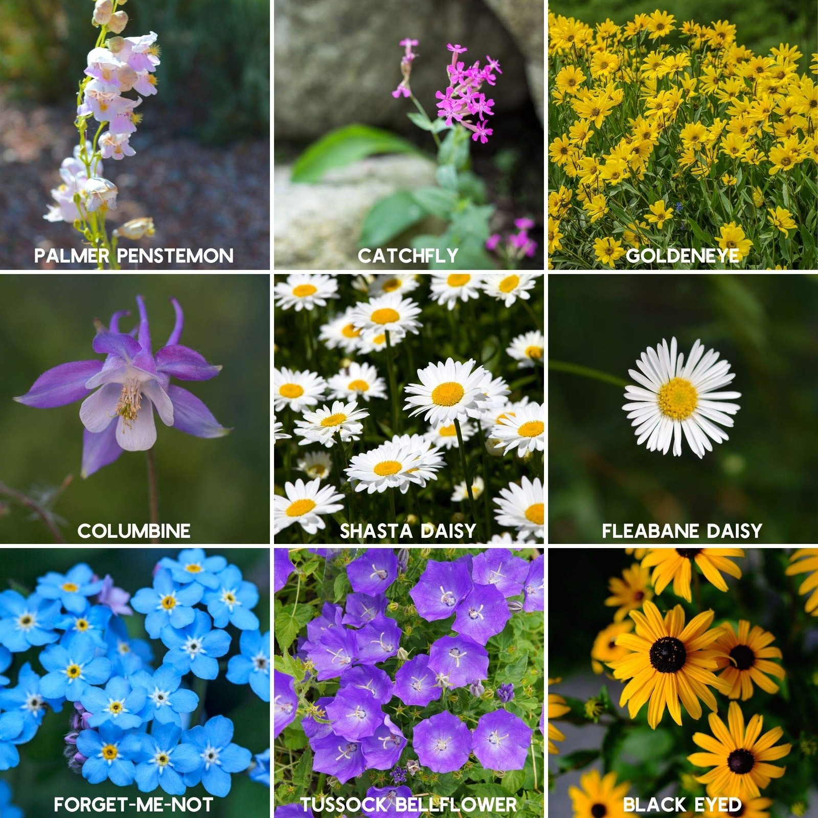 Rocky Mountain Wildflower Seeds Mix, 2 oz – 80,000+ Non-GMO Pollinator Varieties