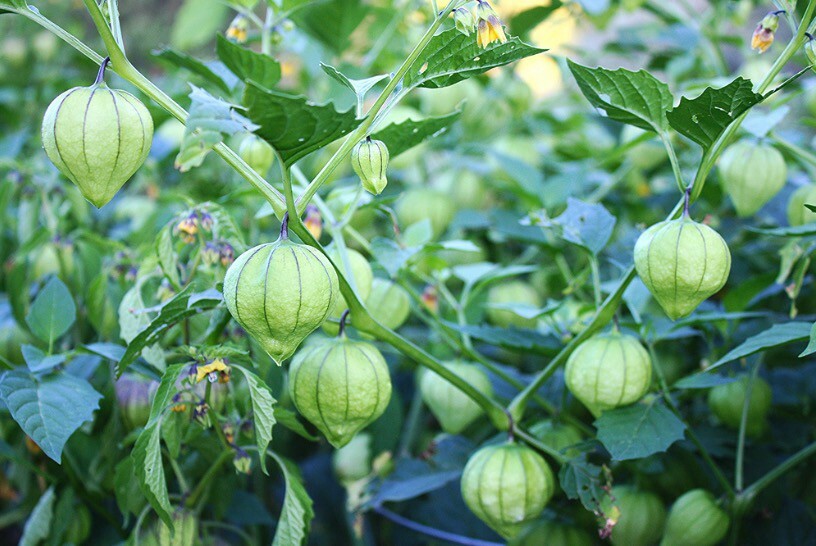 100 seeds Green Tomatillo Mexican Husk Tomato organic +gift