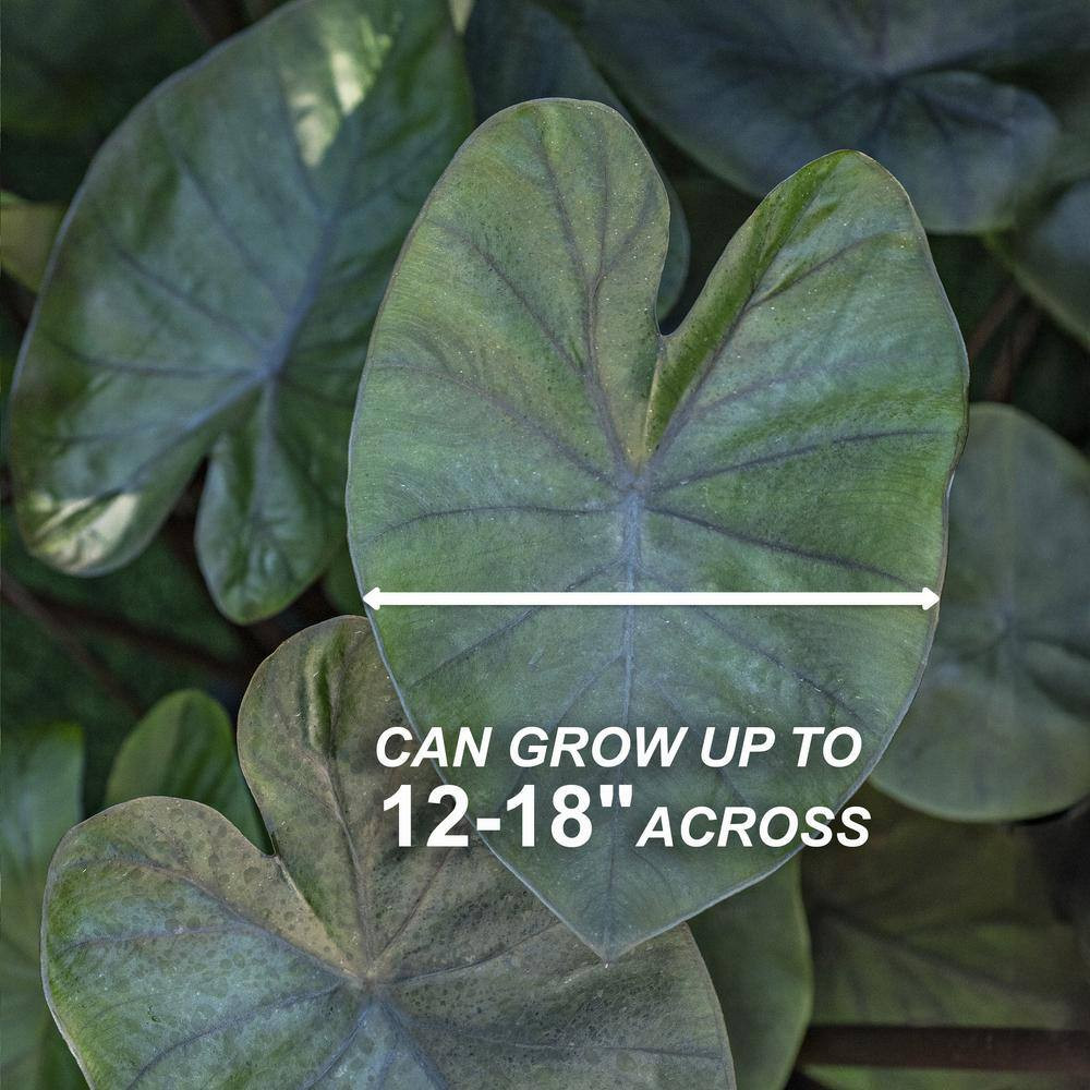 7/9 Inches, Colocasia Kona Coffee Elephant Ear Bulbs (Bag of 5)