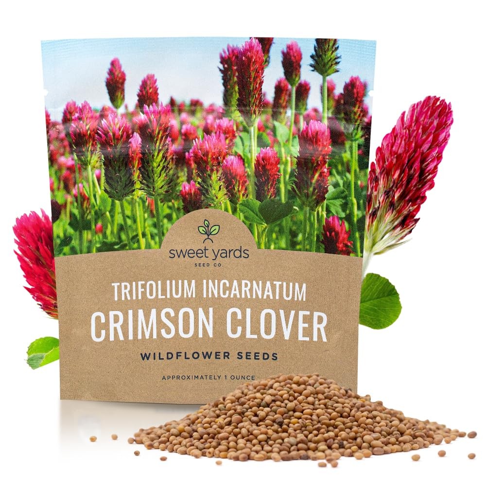 Crimson Clover Seeds – Extra Large Packet – Over 5,000 Open Pollinated NonGMO…