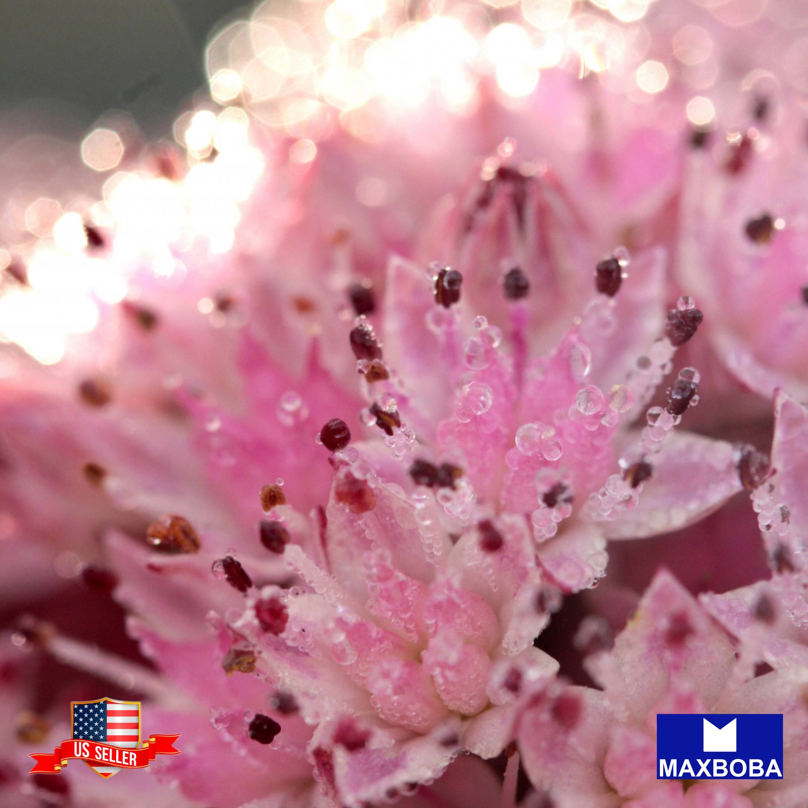 100+Sedum Seeds Dragons Blood Non-GMO
