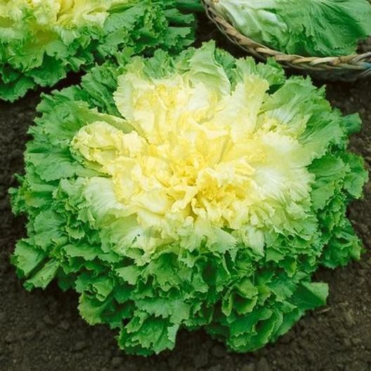 Broad Leaf Batavian Endive Seeds | Escarole Chicory Bitter Vegetable Seed 2024