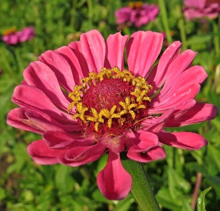 Zinnia Seeds mix | 50 California Giant RARE – Non-GMO | SAME DAY FREE SHIPPING